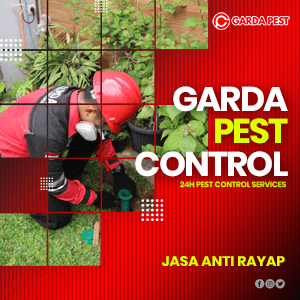 Harga Jasa Anti Rayap di Semarang