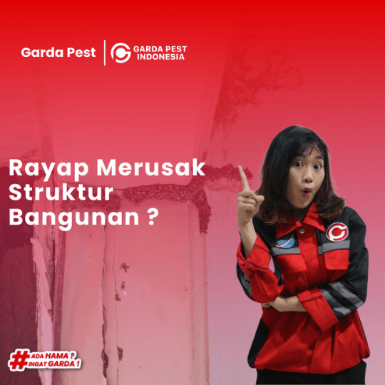 Cara Membasmi Rayap di Rumah : Solusi Paling Efektif